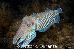 A small male cuttlefish shows his livery to female in a n... by Vittorio Durante 